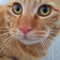 元飼い猫でも処分対象　収容期限3月19日迄