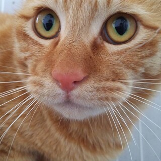 元飼い猫でも処分対象　収容期限3月19日迄