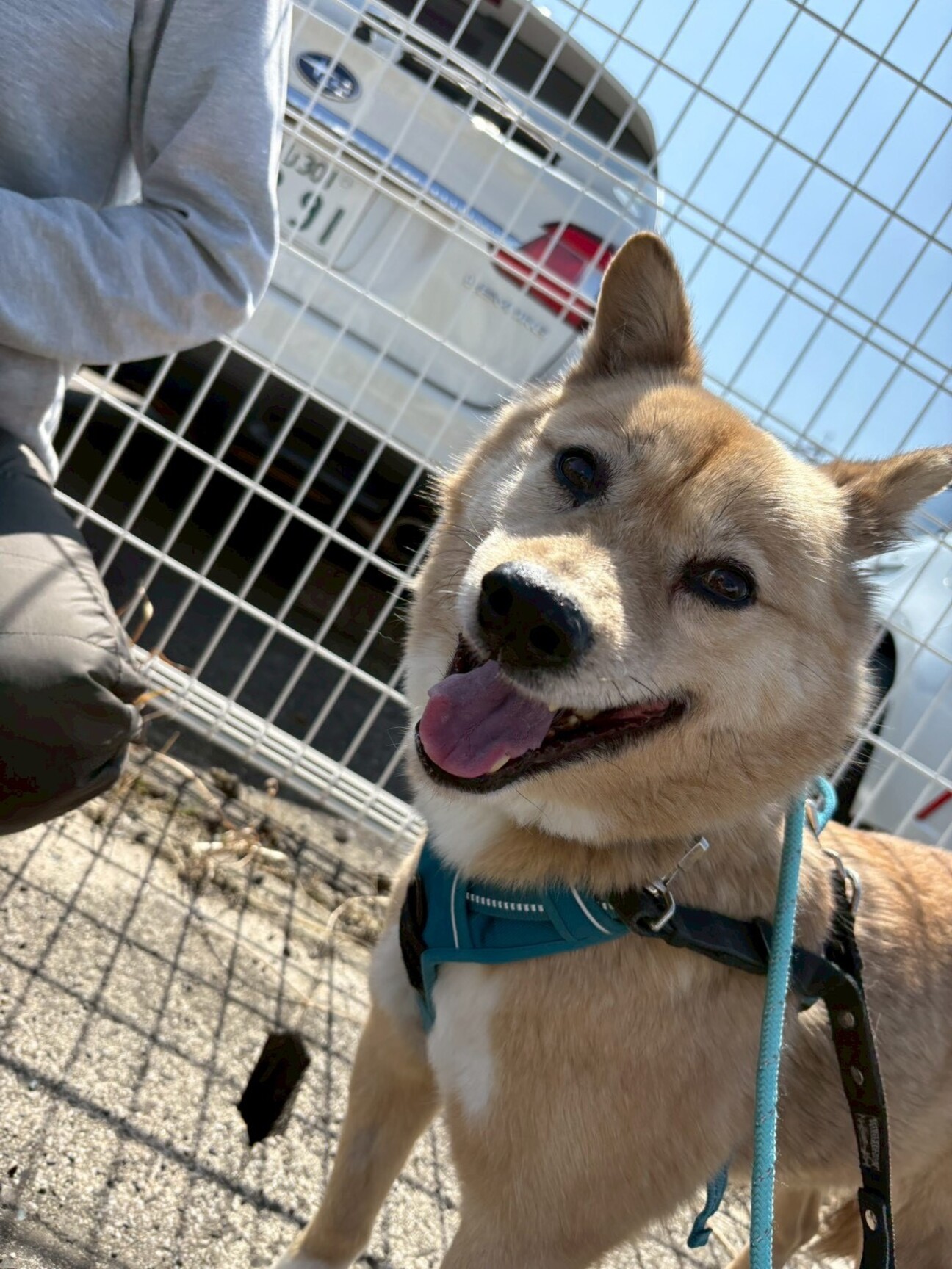システムペット売ります（受け渡し鳥取県市内限定） 【公式通販】