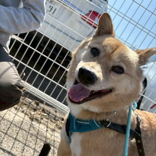 まんまるの【シャトレーゼ】くん