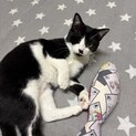 猫エイズキャリアハチワレのメメ