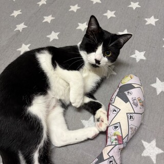 猫エイズキャリアハチワレのメメ