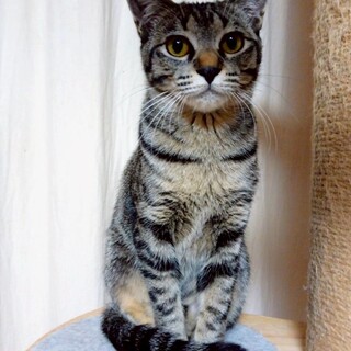 小柄でくりくりおめめ♡あんちゃん