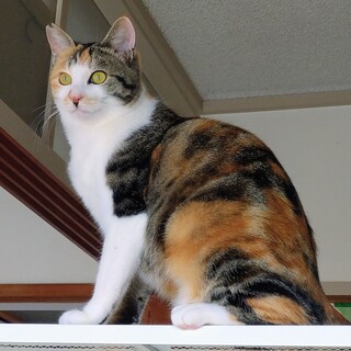 仲良しさくらねこ親子