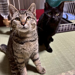 元気いっぱいモカくん