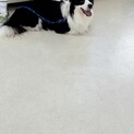 人懐っこくいボーダーコリー