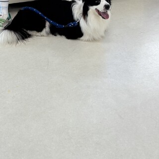 人懐っこくいボーダーコリー