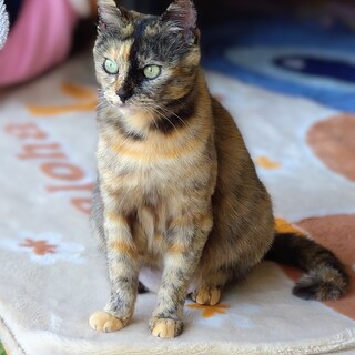 仲良しさくらねこ親子