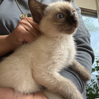 生後３か月の子猫３匹