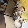 生後３か月の子猫３匹