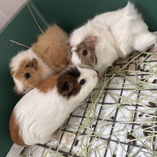 モルモット里親募集