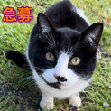 < 急募>飼育放棄された子　助けてください！