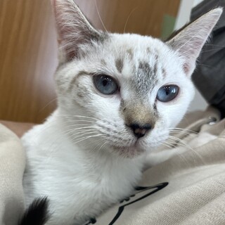 交渉中★ブルーアイのルルちゃん