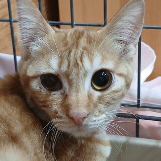 里親決定★茶トラ女子ニコちゃん