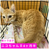 里親決定★茶トラ女子ニコちゃん サムネイル3