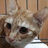 里親決定★茶トラ女子ニコちゃん サムネイル4