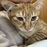 里親決定★茶トラ女子ニコちゃん サムネイル5