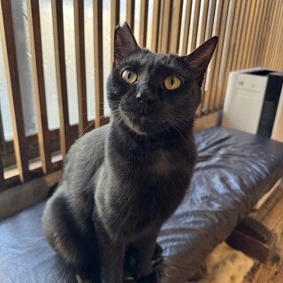 この瞳に落ちない自信ありますか❔樂くん（がく）