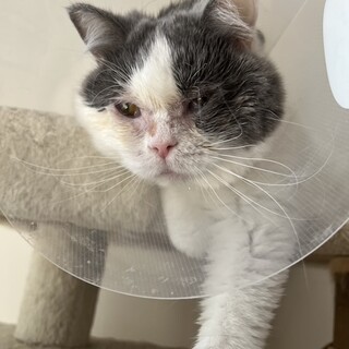 まあるいお顔と小さいお耳アンヨちょっと短めミロです