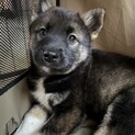 スーパー⭐︎マリオ⭐︎野犬の仔犬です