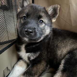 スーパー⭐︎マリオ⭐︎野犬の仔犬です