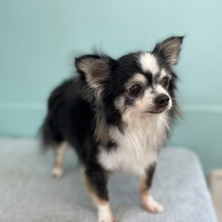 ビビリだけど甘えたい。けどビビリ♡