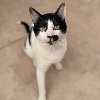 人懐っこすぎる！人が大好きな甘えん坊　白黒のミック