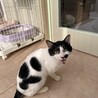 初めての猫にもおすすめ！ベタ甘すぎるスリゴロ男子 サムネイル5