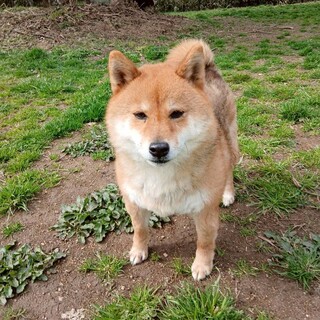 温厚な性格で人懐っこい牡丹ちゃん✿