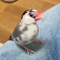 生後8ヶ月のメス文鳥