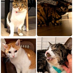 4匹の医療について