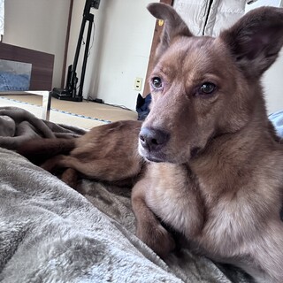 雑種のイケメンな6歳の男の子????