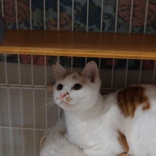 オーレ：カフェオレをこぼしたような茶白の男の子