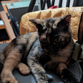 鍵尻尾の元気いっぱい子猫