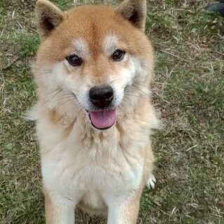 甘えたワチャワチャ柴(mix？)⭐︎大ゴン