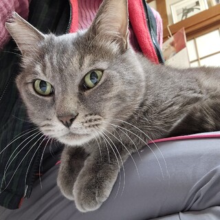 【3/22⭐️泉大津にて譲渡会】参加エイジくん