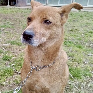 赤茶の毛色♡ピコピコお耳の【くるみちゃん】