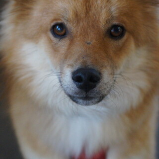 小柄で素晴らしいキャラクターのフラくん。