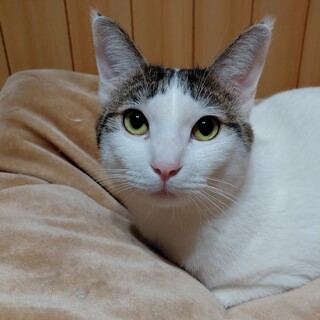 お尻ポンポン大好きの八兵衛君