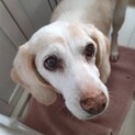 外で飼われています、ビーグル16歳