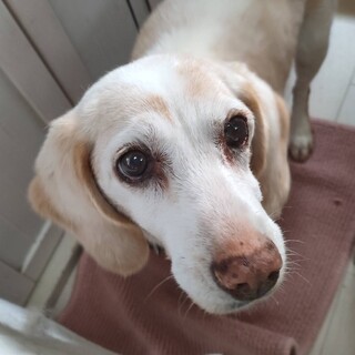 外で飼われています、ビーグル16歳