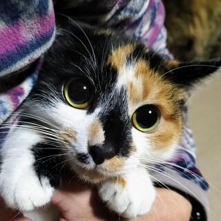 本心に気付いて…短足ぽちゃ三毛♡