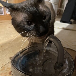 シャム猫系雑種