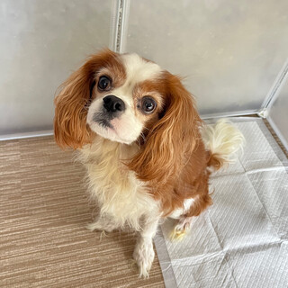 大人気犬種キャバリアの男の子です！