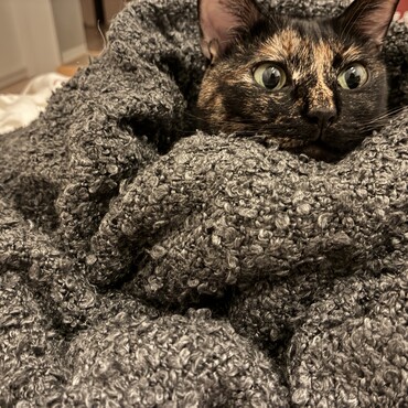 みかづきの写真