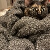 の写真