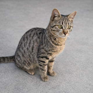 とても可愛いお顔のキジトラ女の子❤️避妊済