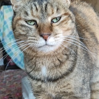 ぶさかわ　麦わら猫女の子3歳べた慣れ