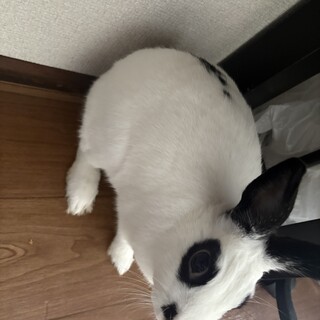 撫でられるの大好きなミニうさぎ