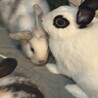 撫でられるの大好きなミニうさぎ